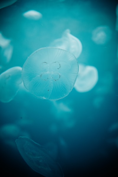 蓝色水域中的白色水母